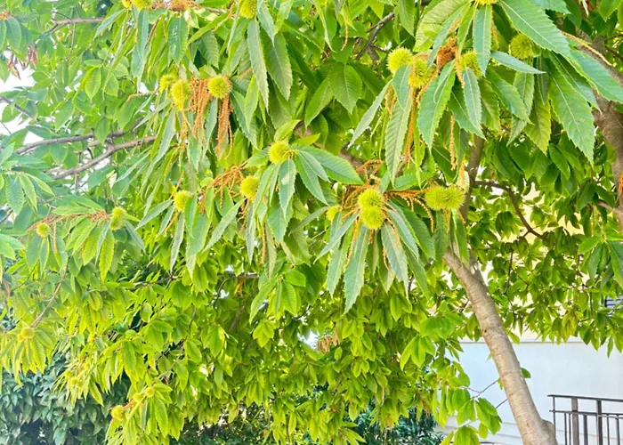 Il Castagno 게스트하우스 4*