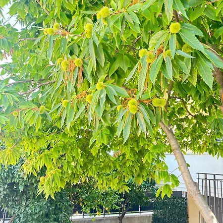 Il Castagno Maison d'hôtes 4*