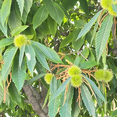 Il Castagno 4* Vasto